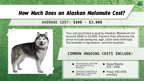 Navigating the Cost Maze of Alaskan Malamutes: A Comprehensive Breakdown