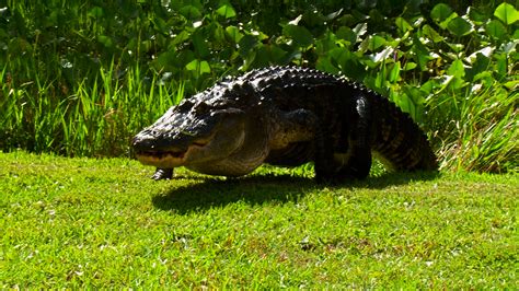 Navigating the Enigmatic World of Escort Alligators in Louisville: A Comprehensive Guide