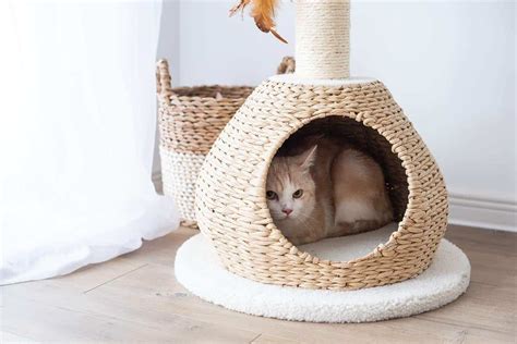 Navigating the Labyrinth of Affordable Cat Condos