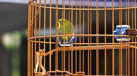 Navigating the Labyrinth of Birds Cages: An Exhaustive Guide for Avian Enthusiasts