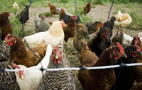 Navigating the Maze of Chicken Manure Management Challenges