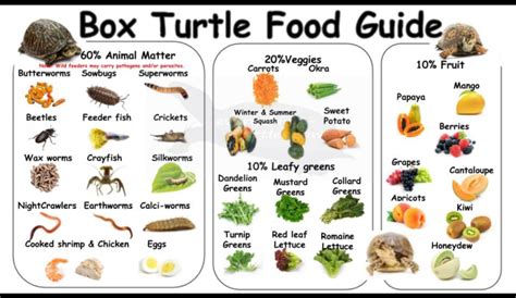 Navigating the Nutritional Landscape of Turtle Food: A Comprehensive Guide