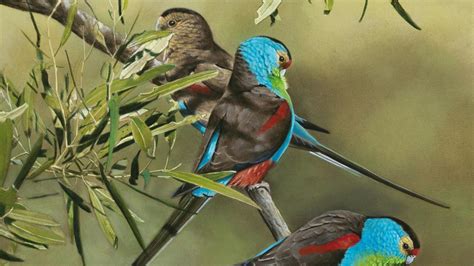 Navigating the Sylvia: A Comprehensive Guide to the Extinct Bird of Paradise