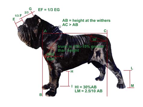 Neapolitan Mastiff breed standard