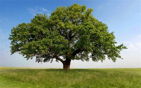 Nebraska Trees & Wildflowers: An Introduction to Fam Epub