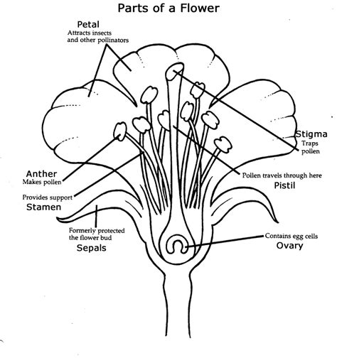 Nectary Biology Structure Doc