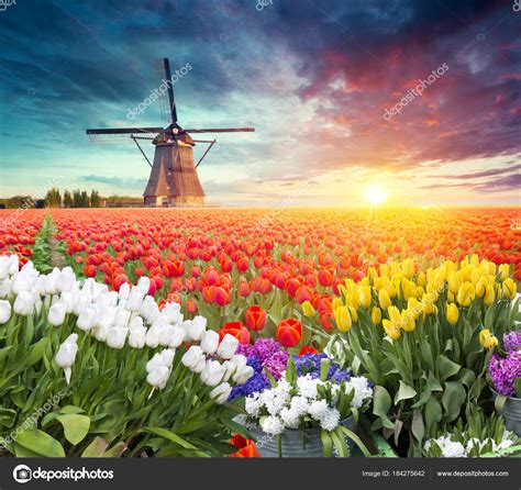 Nederland: Een gids voor het ontdekken van het Land van Tulpen en Molens