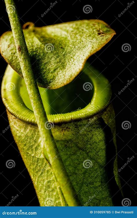 Nepenthes: The Mesmerizing Carnivorous Plant