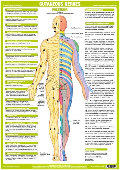 Nerve Chart Of Human Body