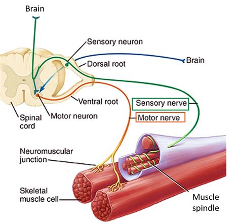 Nerve and Muscle Reader
