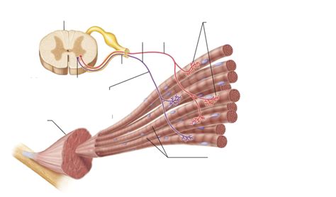 Nerve and Muscle Reader