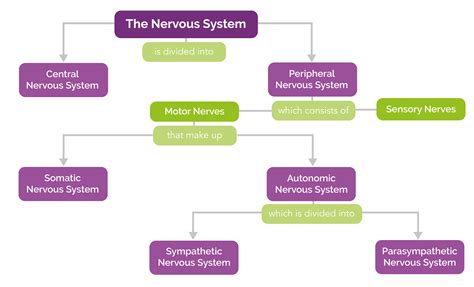 Nervous System Breakdown Chart