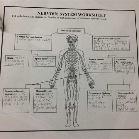 Nervous System Coloring Workbook Answers Kindle Editon