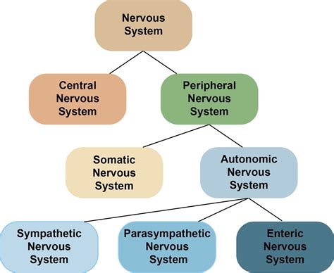 Nervous System Divisions Chart