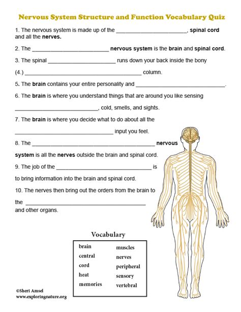 Nervous System Exam Questions Answers PDF