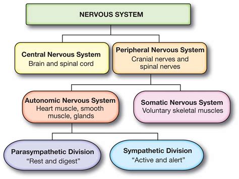 Nervous System Flow Chart