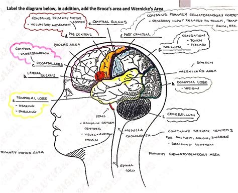 Nervous System Ii Mastery Test Answers Epub