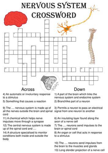 Nervous System Review Guide Crossword Puzzle Answers Epub