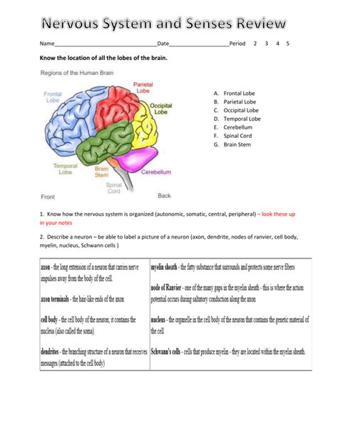 Nervous System Review Packet Answers Doc