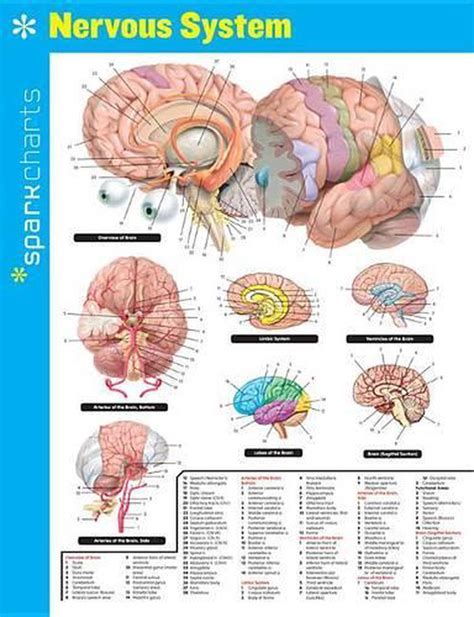 Nervous System SparkCharts Epub