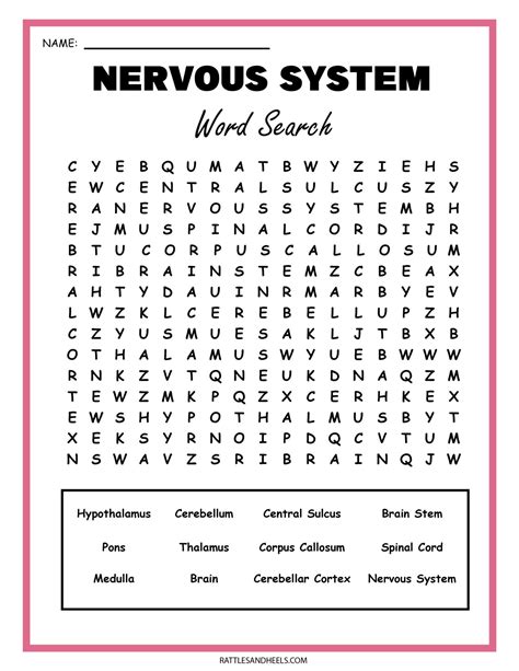 Nervous System Word Search Answers PDF