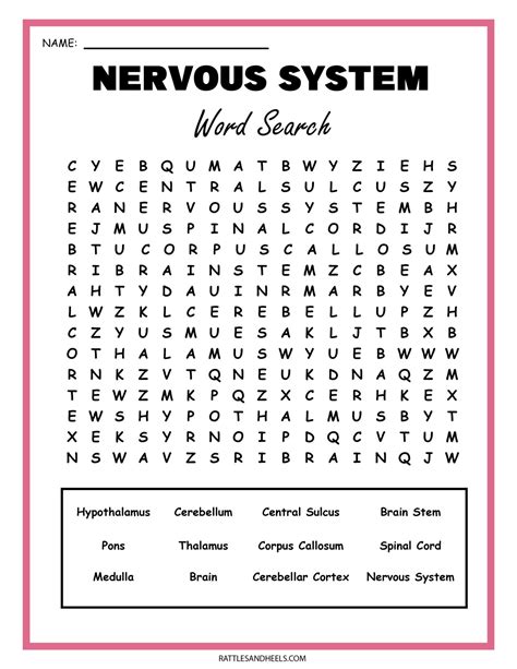 Nervous System Word Search Answers Key PDF