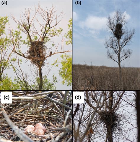 Nest Site Selection: