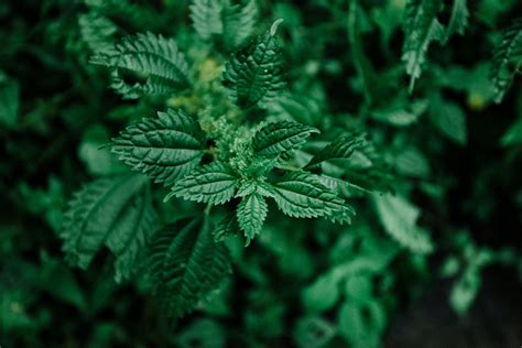 Nettle Fertilizer: The Complete Guide to Using Nature's Weed Killer