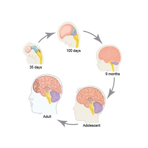 Neural Activity and the Growth of the Brain Reader