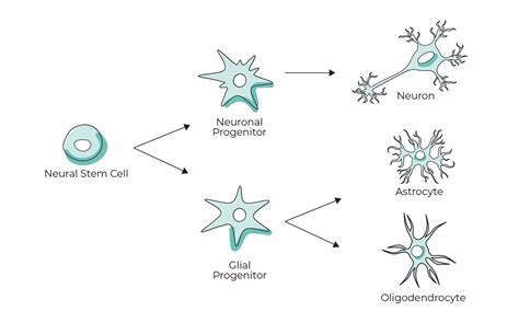 Neural Development and Stem Cells Kindle Editon