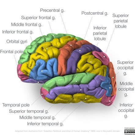 Neuroanatomy: Mapping the Brain's Landscape