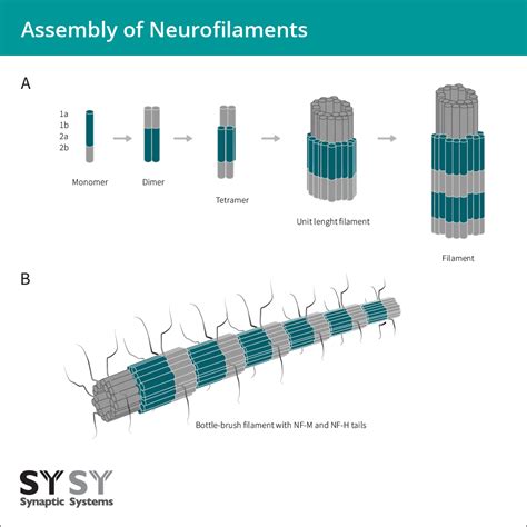 Neurofilaments Kindle Editon