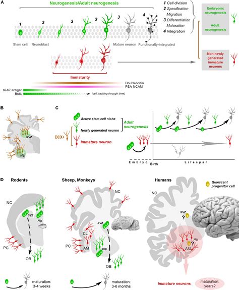 Neurogenesis and Neural Plasticity PDF