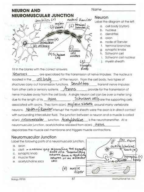 Neuromuscular Junction And Answers Doc