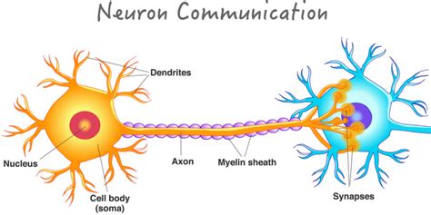 Neuronal Communications Kindle Editon