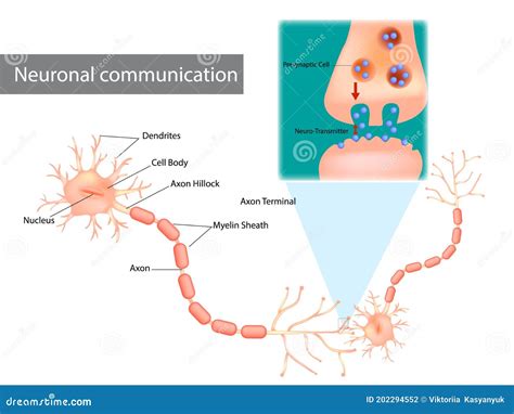 Neuronal Communications Kindle Editon