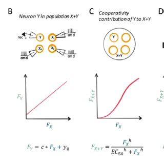 Neuronal Cooperativity - EAIA 90 Proceedings of the 2nd Advanced School in Artificial Intelligence Kindle Editon