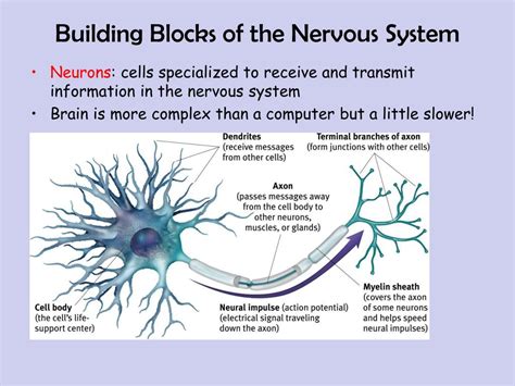 Neurons: The Building Blocks of the Nervous System