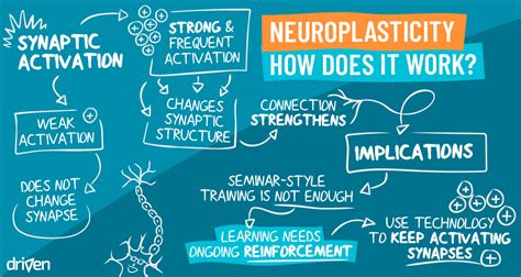 Neuroplasticity