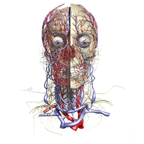 Neurovascular Structures: