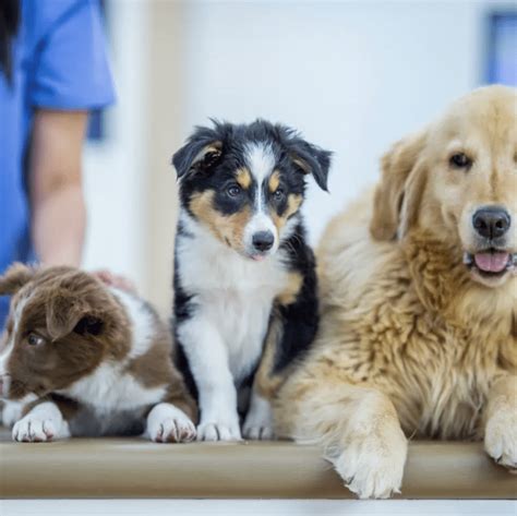 Neuter Dogs Near Me: 5 Things to Know Before Getting Your Buddy Fixed