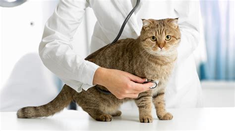 Neuter and Spay Clinic: The Ultimate Guide to Protecting Your Pet's Health