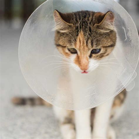 Neutering Cats Near Me: 7 Things Every Cat Owner Should Know