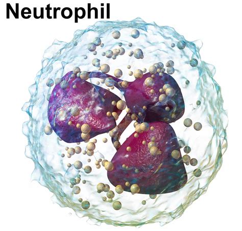 Neutrophils: