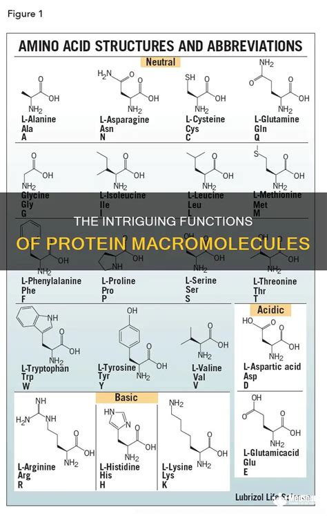 Nevan: The Versatile and Intriguing Protein