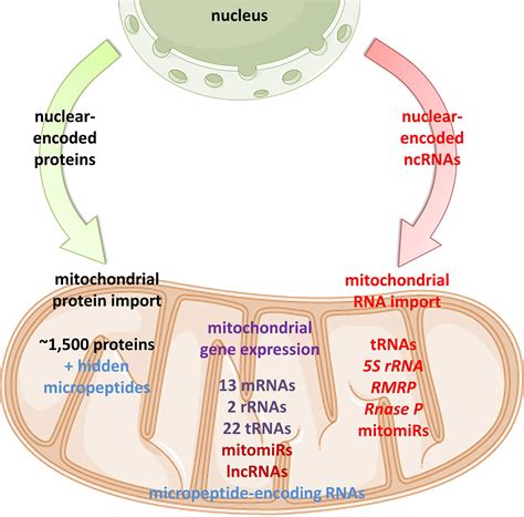 New Frontiers in Mitochondrial Biogenesis and Disease PDF