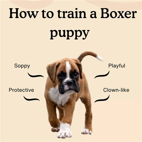 New and Improved How to Teach Your Boxer Puppy to Be a Good Dog PDF