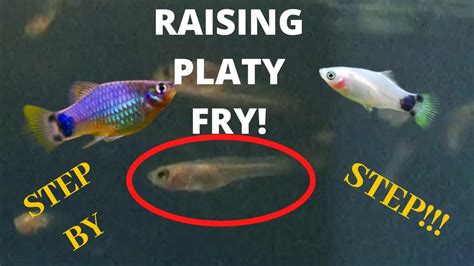 Newborn Platy Fry Growth Chart