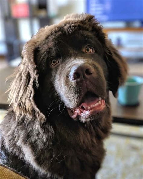 Newfoundland Labrador Retriever mix