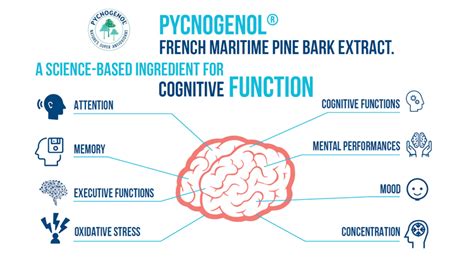 Nicokick: The Revolutionary Solution for Enhanced Focus and Cognitive Performance